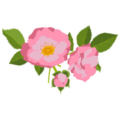Pink roses with leaves vector illustration