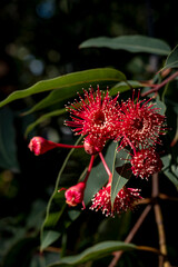 Corymbia - Plants of the Australian National Botanic Gardens