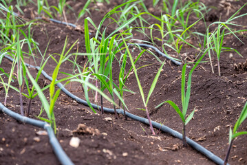 sugarcane plants grow in field. Growing sugarcane plants in a sugarcane farm, sugarcane plants growing in a cultivated field.