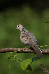 Closeup portrait of spotted dove from western ghats