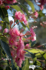 Corymbia - Plants of the Australian National Botanic Gardens