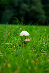 hand holding a mushroom