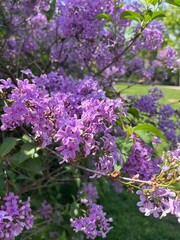 Naklejka premium Prague