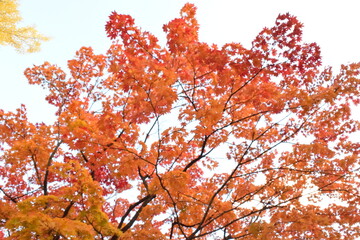 紅葉