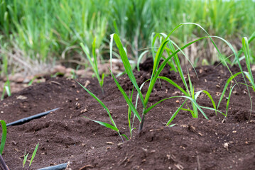 sugarcane plants grow in field. Growing sugarcane plants in a sugarcane farm, sugarcane plants growing in a cultivated field.