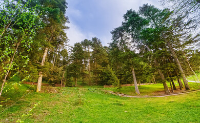 Green trees in park and blue sky. Beautiful summer forest landscape with a dawn, green hills, bright color blue sky. Fish-eye lens shot.