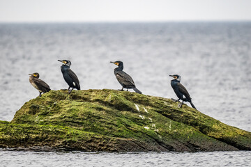 Many cormorants on the big stone in the sea, Gotland, Visby