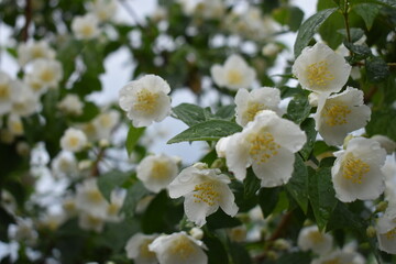 Blooming jasmine bush on a summer day. Blooming jasmine flowers in the spring garden. Beauty in nature.
Blooming jasmine flowers in the spring garden. Beauty in nature.
