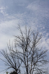 Deciduous tree (leafless tree) with sunny cloudy blue sky