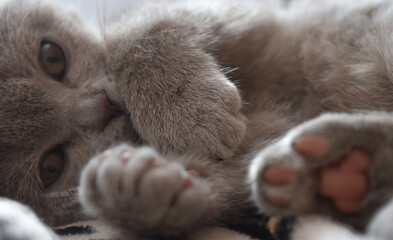 A very cute gray British cat lies and plays in the rays of the sun, the cat's pink paw is visible Gray fur of a cat on a sunny day With the charming eyes of a kitten © Viktoria