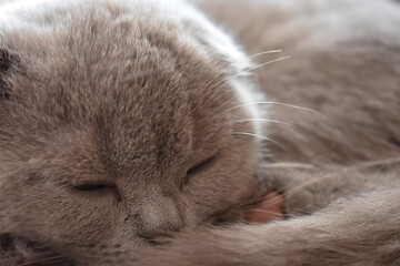 A very cute gray British cat lies and plays in the rays of the sun, the cat's pink paw is visible Gray fur of a cat on a sunny day With the charming eyes of a kitten. sleeping cat © Viktoria