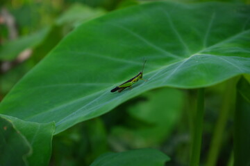 Beautiful grasshopper on a leaf.