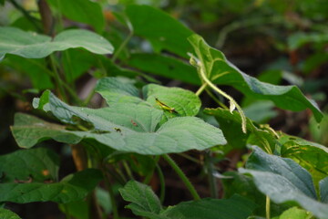 Beautiful grasshopper on a leaf.