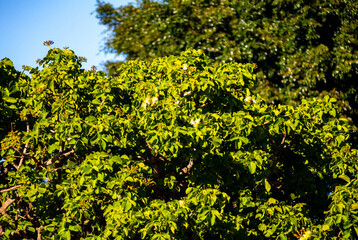 Fototapeta premium Pequi flowers, floral buds and pequi leaves (Caryocar brasiliense) in close-up and in selective focus.
