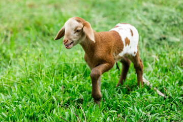 Little baby sheep cute in countryside farm