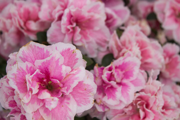 Close-up of Vibrant Pink Azalea Blossoms in Full Bloom