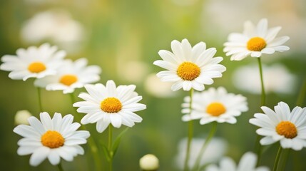 Fototapeta premium The landscape of white daisy blooms in a field 