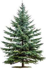 Fototapeta premium A lush green coniferous tree showcasing vibrant foliage against a clean background, perfect for nature-themed projects. isolated on a white background, transparent background.
