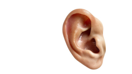 Close-up image of a human ear showcasing its detailed structure and unique shape. isolated on a white background, transparent background.