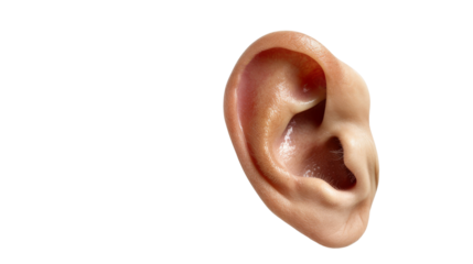 Close-up image of a human ear showcasing its detailed structure and unique shape. isolated on a white background, transparent background.