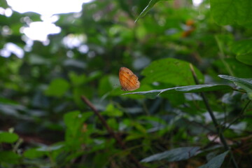 Beautiful butterfly on the leaf.
