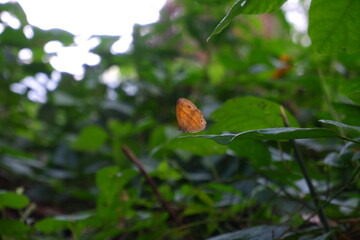 Beautiful butterfly on the leaf.
