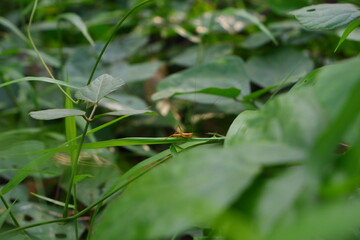 Beautiful grasshopper on a leaf.