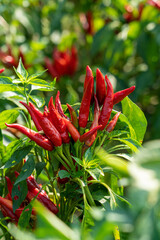 Red chili pepper plant growing in the field.