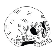 Engraving skull black and white illustration
