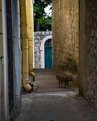 Cat in the depths of the streets of the city.