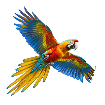 recommend clip art: Colorful parrot isolated on transparent background cutout PNG