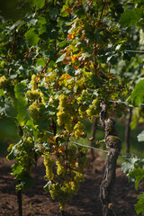Trauben im Sp&auml;tsommer - Weinregion Pfalz