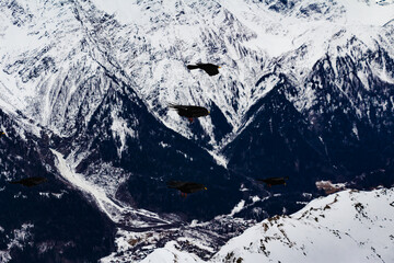 Obraz premium crows over a ski resort. drama sky. high resolution photo.