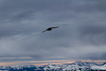crows over a ski resort. drama sky. high resolution photo.