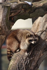 funny raccoon climbing a tree at the zoo