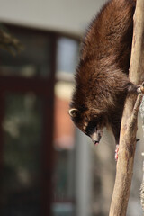 funny raccoon climbing a tree at the zoo
