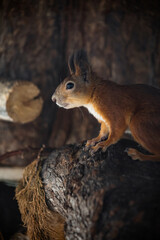 red squirrel on a tree close up