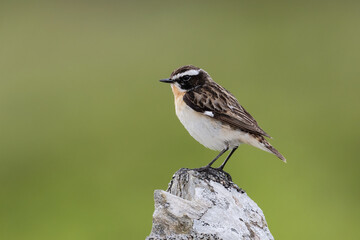 Male Whinchat (Saxicola rubetra) searching for insects on a dry stone wall