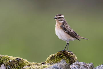 Female Whinchat (Saxicola rubetra) searching for insects on a dry stone wall