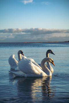 three white swans swims in the sea
