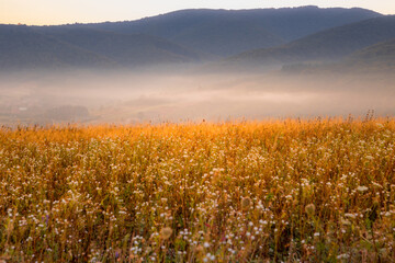 A Serene Sunrise Over a Beautiful Mountainous Landscape Adorned with Colorful Wildflowers