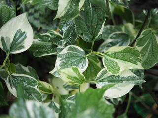 white and green leafe veraigated plants blooming in garden house pot 
