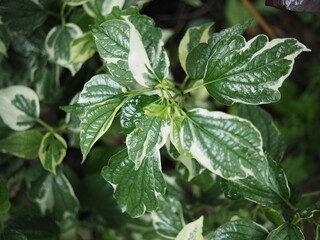 white and green leafe veraigated plants blooming in garden house pot 