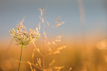 Golden Grasses in Early Morning Light, showcasing the beauty of nature in its fresh glory