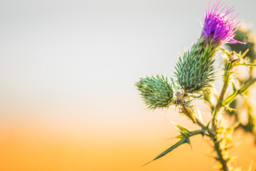 A stunning and vibrant Thistle Bloom illuminated beautifully in the warm golden light of day