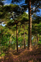 Pfälzerwald coniferous forests
