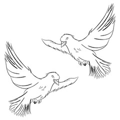 Outline illustration of two birds flying on transparent background. Kids education coloring page.