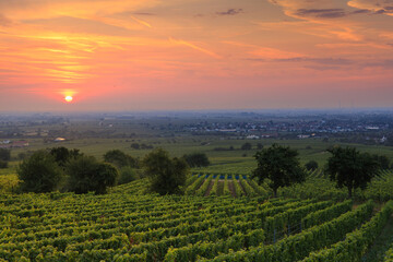 vineyards in southern Germany