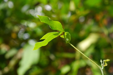 New shoots of cassava plants.