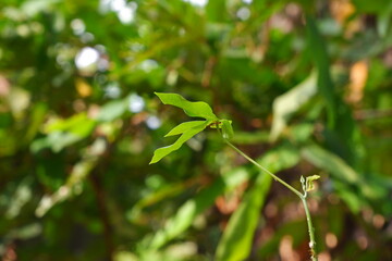 New shoots of cassava plants.